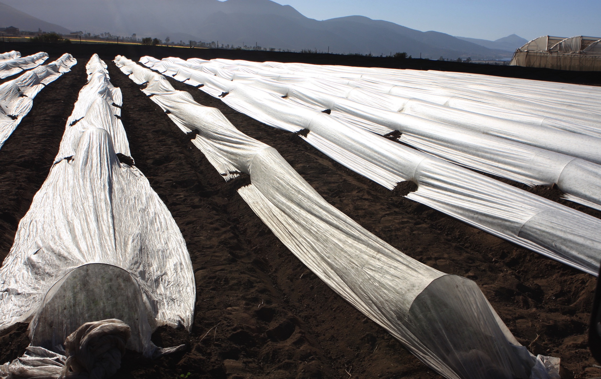 Row covers in farm